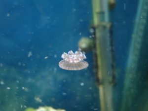 medium jellyfish on the move big