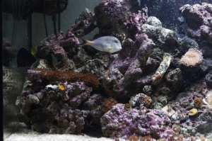 My 57 Gal Reef