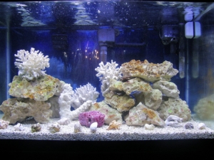 My New 29g SW Aquarium