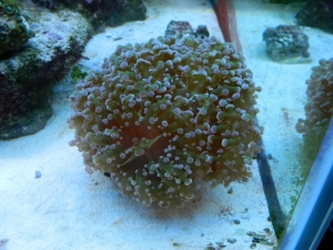 90 Gallon Reef