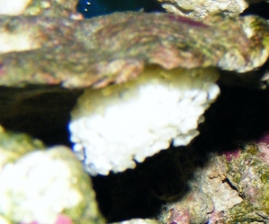 Eggs?