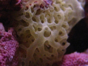 Sponge