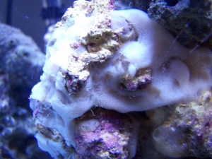 Sponge