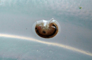 Amphipod