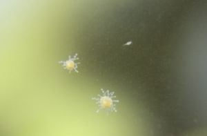hydriod and copepod