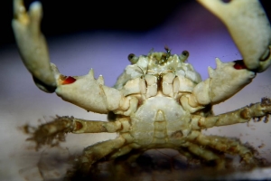 Emerald Crab