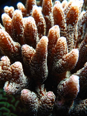 seriatopora