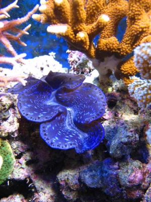 tridacna