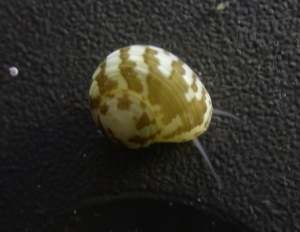 Collonista_snail