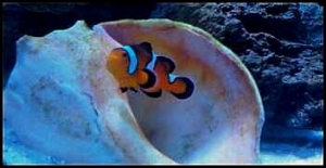 percula clownfish, "Nemo"