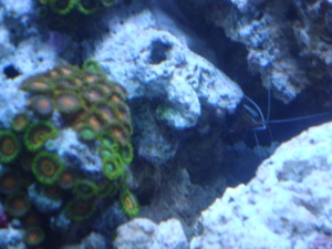 ZOA and Cleaner Shrim at work