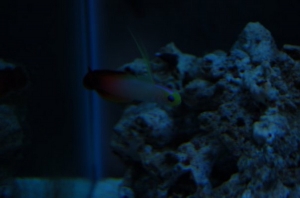 Fire fish :)