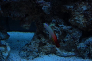 Fire fish