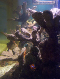 Sorry, My picture taking abilities are not very good.