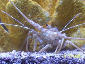 LOBSTER 1