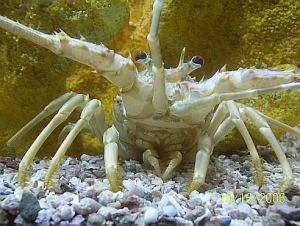 LOBSTER 4