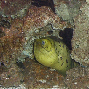 Yellowhead, Dark-spotted, Fimbriated, Moray Eel 
120 gal. Oceanic Reef Ready is my Live Rock storage Tank.
