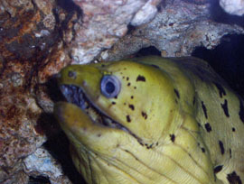 Yellowhead, Dark-spotted, Fimbriated, Moray Eel 
120 gal. Oceanic Reef Ready is my Live Rock storage Tank.