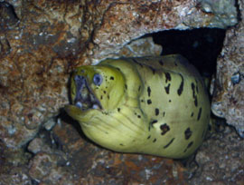 Yellowhead, Dark-spotted, Fimbriated, Moray Eel 
120 gal. Oceanic Reef Ready is my Live Rock storage Tank.