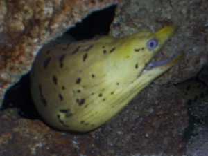 Yellowhead, Dark-spotted, Fimbriated, Moray Eel 
120 gal. Oceanic Reef Ready is my Live Rock storage Tank.
