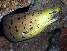 Yellowhead, Dark-spotted, Fimbriated, Moray Eel 
120 gal. Oceanic Reef Ready is my Live Rock storage Tank.