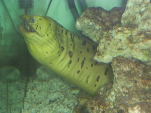 Yellowhead, Dark-spotted, Fimbriated, Moray Eel 
120 gal. Oceanic Reef Ready is my Live Rock storage Tank.