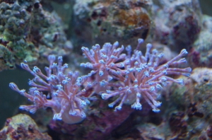 DSC 0217