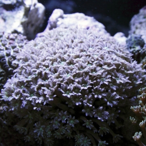 clove polyps