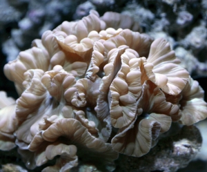 Fox  Coral
