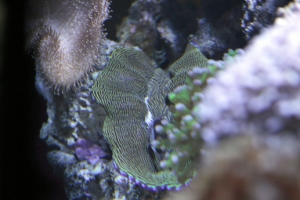 Clam