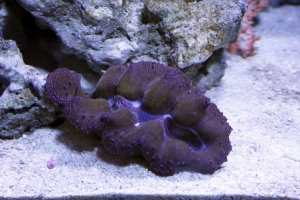 Cro clam
