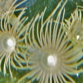 zoomed in on yellow polyps