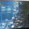 1200 gallon custom reef - side profile
