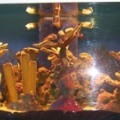 300 gal tank 022