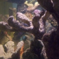 Sorry, My picture taking abilities are not very good.