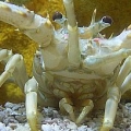 LOBSTER 4