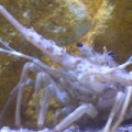 LOBSTER