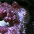 Carnation