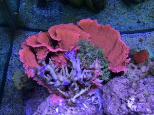 IMG_4955.JPG