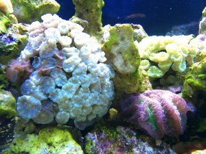 IMG_5191.JPG