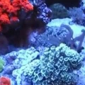 300DD reef 5-27-14