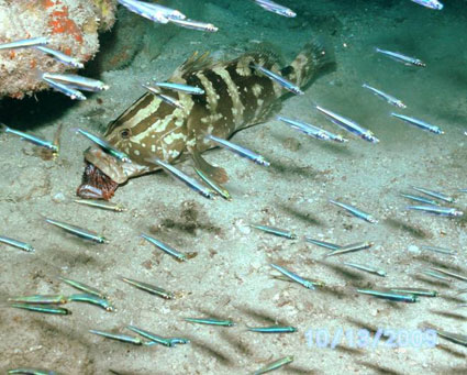 grouper_lionfish.jpg
