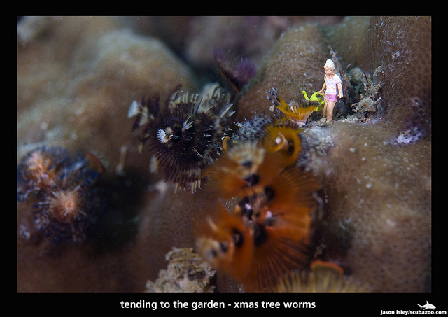 http://www.3reef.com/images/misc/jasonisley-xmastreeworms.jpg