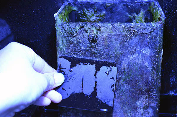 http://www.3reef.com/images/rap2012/rap2012-148.jpg