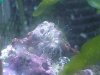 rockcoral2.JPG