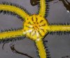 Serpeant_Star_72dpi.jpg