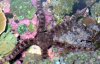 BRITTLE_STAR_1.jpg