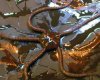 Brittle_Star.jpg