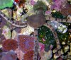 Brittle_star_3.jpg