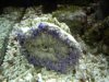 sick_anenome.jpg